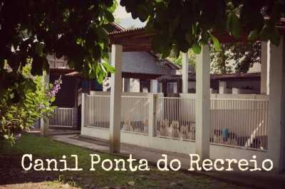 Fotos no canil