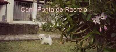 Fotos no canil