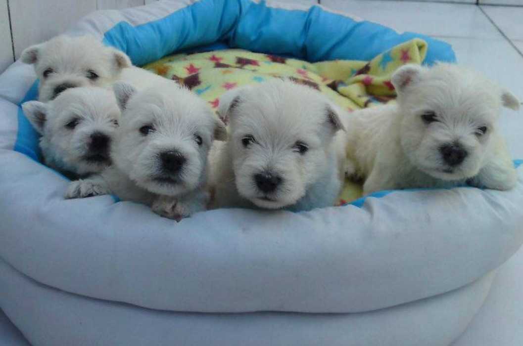 Fotos no canil