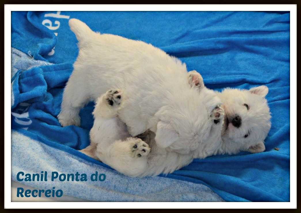 Fotos no canil
