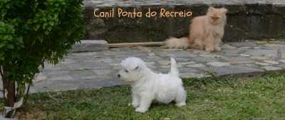 Fotos no canil