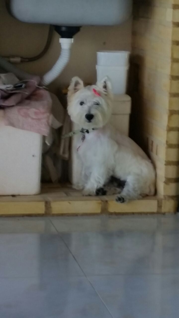 Filhotes com seus novos donos