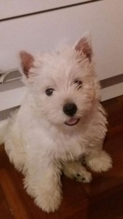 YUKI