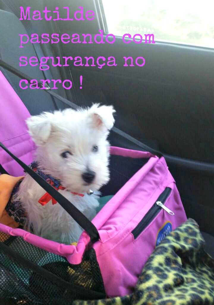 Filhotes com seus novos donos